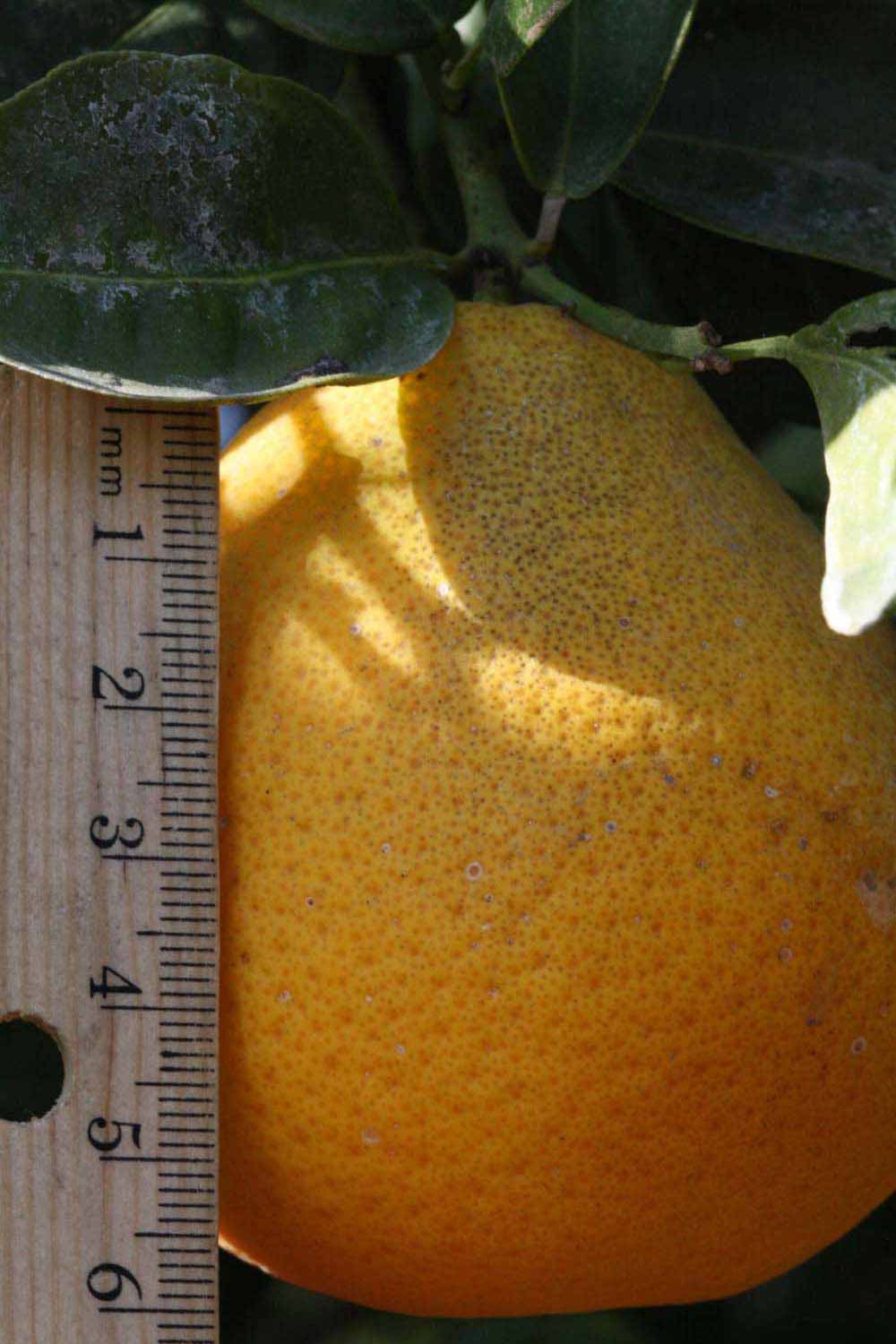            Fruit (Riverside, CA)   